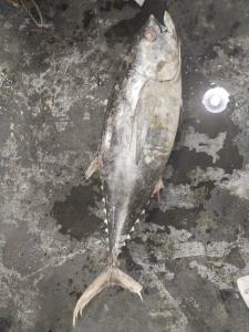 China 100% Natural IQF 20kg Up Seafrozen Yellowfin Tuna WR wholesale
