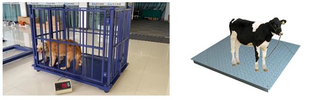 2M Livestock Weighing Scales , 5T Digital Livestock Scales
