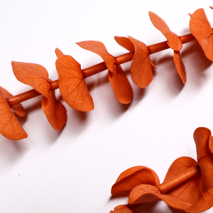 Long Lasting Dried Eucalyptus Leaves , Dried Eucalyptus Decor Eternal Life