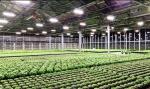 Full Cycle Growing 660nm IP65 Vegetable LED Grow Lights