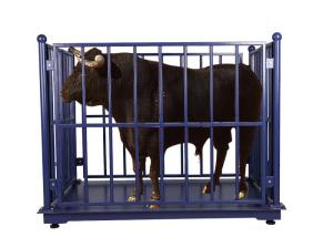 China 500kg Livestock Scales For Cattle wholesale