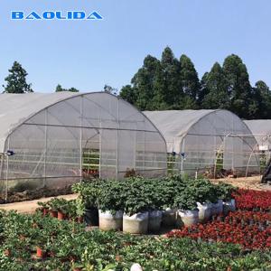 China Steel Frame Tunnel Plastic Greenhouse / PE Film Plastic Tomato Greenhouse wholesale