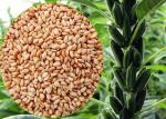 Nutritious Sesame Natural Edible Oil , Anti Aging Edible Oil Hypolipidemic