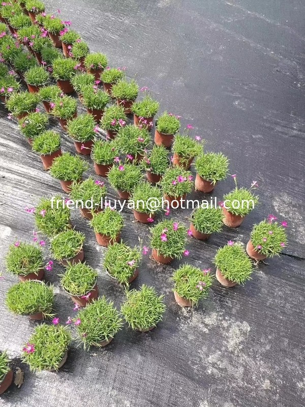 Modern 120gsm Weed Blocking Ground Cover Fabric UV Treated PP Ground Cover