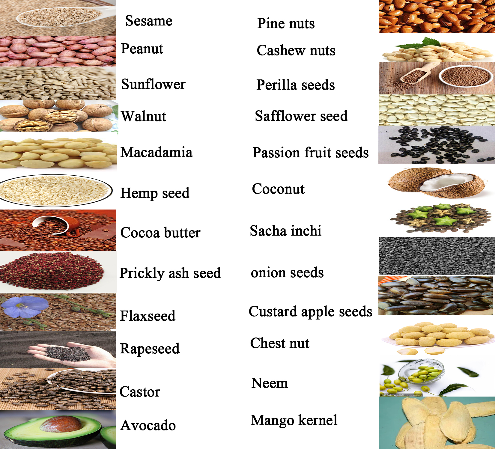 Professional cold press avocado oil making machine cocoa butter oil extraction machine