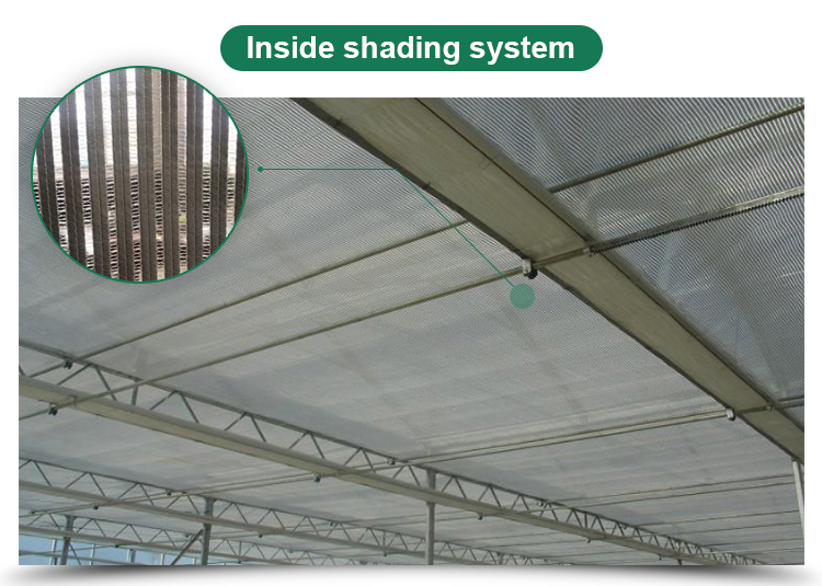 Vegetables Growing Multi-span Film Greenhouse 3m Height with Hot-dip Galvanized Pipe