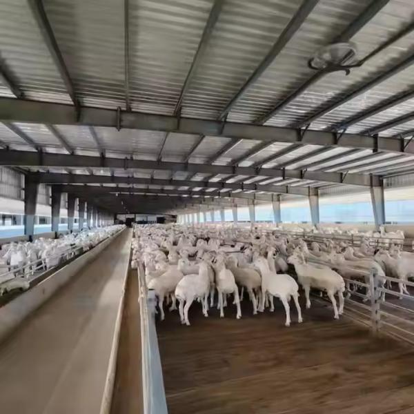 Aluminum Alloy Window Goat Farming House Prefabricated Steel Building With