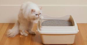 China Effective Odor Neutralizing Cat Litter Powder In 25kg Convenient wholesale