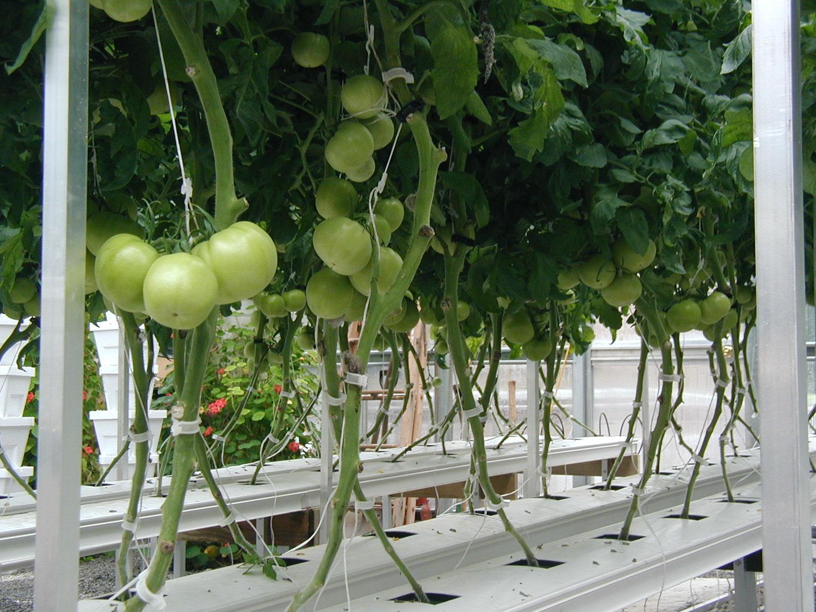 Exhibition Venlo Greenhouse Structure , Polycarbonate Sheet Greenhouse High Output