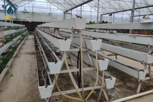China Modern Agricultural Strawberry Growing Troughs Greenhouse PVC Hydroponic Grow Equipment wholesale
