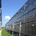 Large Agricultural Intelligent Holland Greenhouse Glass for Tomatoes Cucumber