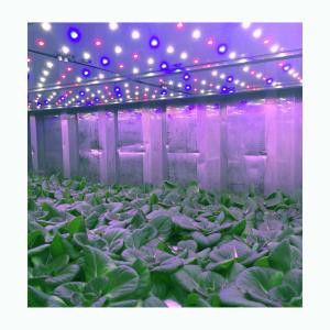 China 20ft NFT System Hydroponic Shipping Container Farm For Leafy Greens wholesale