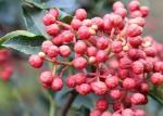 Premium Natural Food Seasoning Sichuan Pepper / Zanthoxylum Bungeanum Maxim