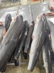 10kg Frozen Marlin