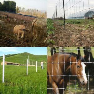 China Agriculture Land Fixed Knot Deer Fence wholesale