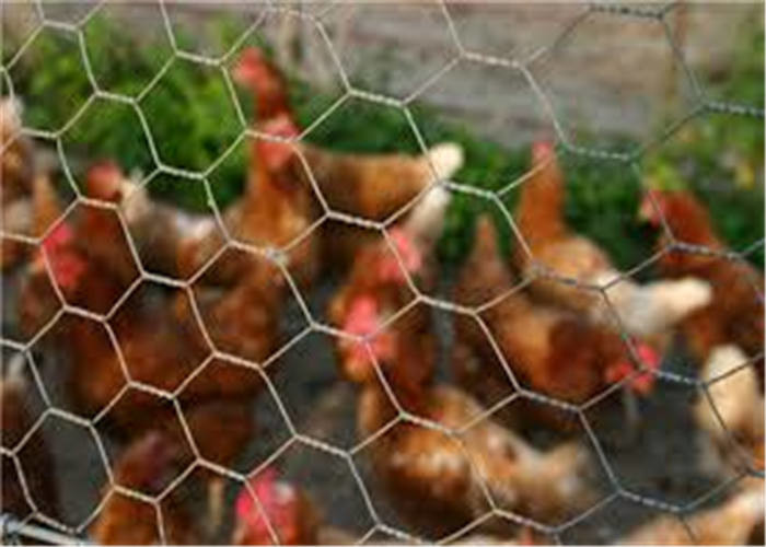 4ft Wide Hexagonal Wire Mesh