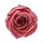 Hot selling preserved rose head with fresh rose smell everlasting rose Forever
