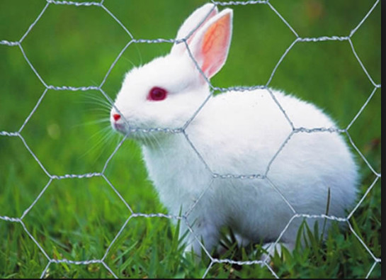 0.3mm Dia Chicken Iron Galvanized Hexagonal Wire Mesh 2m Width