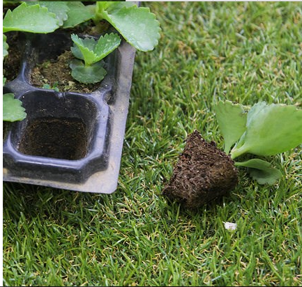 72 cells PS ,PVC plastic seed and seeding nursery starting agriculture tray
