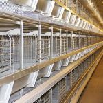 Durable Automatic Chicken Feeding Equipment, Chicken Battery Hen Cage With