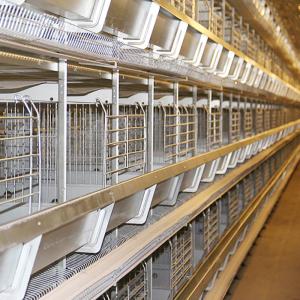 China Durable Automatic Chicken Feeding Equipment, Chicken Battery Hen Cage With Drinking System wholesale