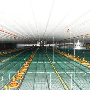 China Waterproof Automatic Poultry Farm Equipment Chicken House Feeders Drinkers Complete Set wholesale