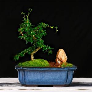 China Manual Glazed Bonsai 24cmx19cmx8cm Ceramic Indoor Pots wholesale