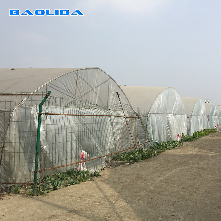 Plastic Tunnel Single Span Greenhouse Agricultural For Strawberry