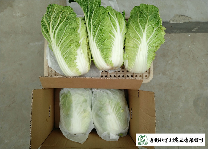 Japan Standard Fresh Chinese Cabbage No Pesticide Residue Apply To Supermarket