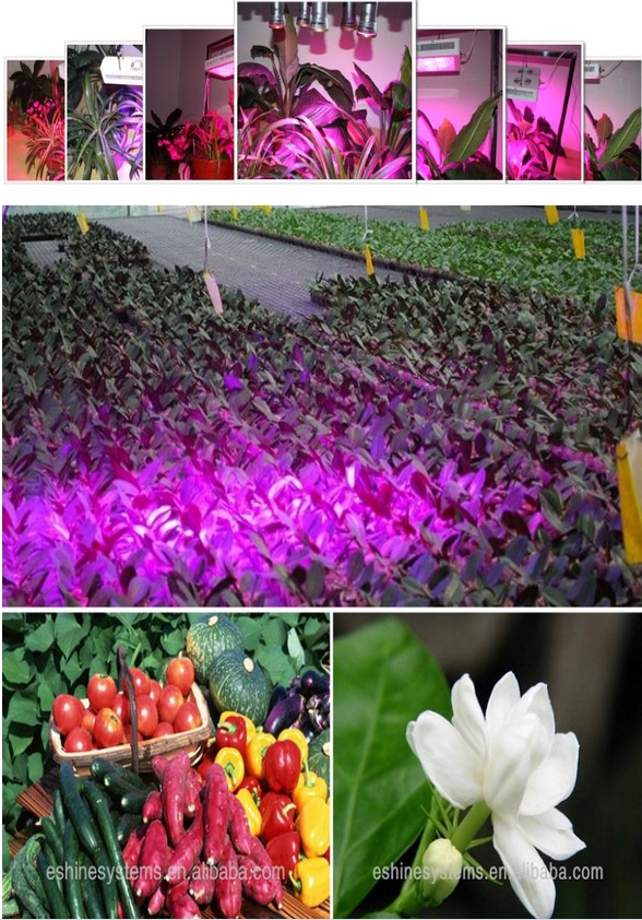 300x3W full spectrum 11 attractive led grow light for greenhouses hydroponics plant tissue