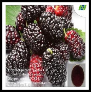China Mulberry Fruit Extract anthocyanins 20% wholesale