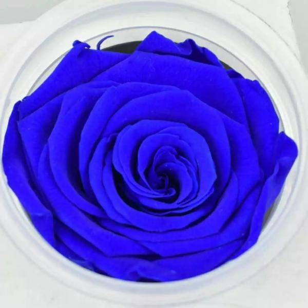 Preserved Roses Flower 12 Roses in Round Gift Box for Wife or Girlfriend rose