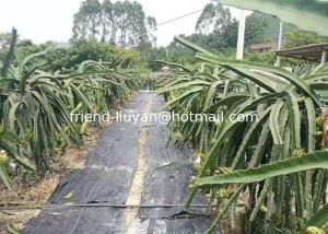 China Soft 50cm Polypropylene Woven Ground Cover Membrane Black wholesale