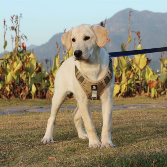 Towing Pet Traction Rope Vest Large Dog Chest Strap Reflective Explosion Proof