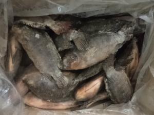 China Frozen Tilapia G S 300-500g wholesale