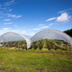 High Yield Plastic Film Agricultural Greenhouse Grown Strawberries Rain Shelter