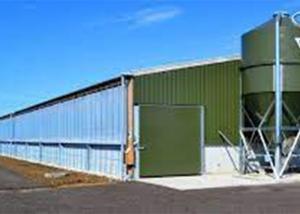 China Prefab Steel Portal Frame Structure Construction Windproof Pig House wholesale