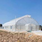 Thailand Multi Span Automatic Vent Greenhouse Electric Tropical Climate