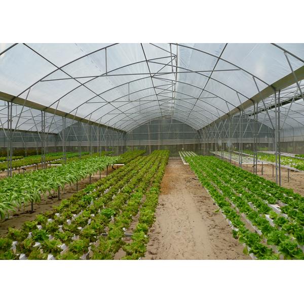 Commercial NFT Single Hydroponic System Growing Vegetable with Film Cover