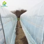 150 Micro Strawberry Greenhouse Cover Materials 88% Transmittance PE Plastic