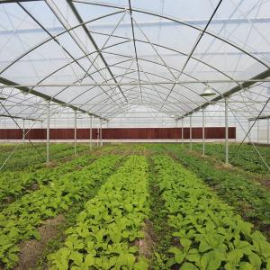China Durable Aluminum Alloy Skeleton Tropical Poly Tunnel Film Sawtooth Greenhouse wholesale