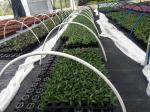 50 Cavity Transplanting Nontoxic Seed Germination Tray With Lid