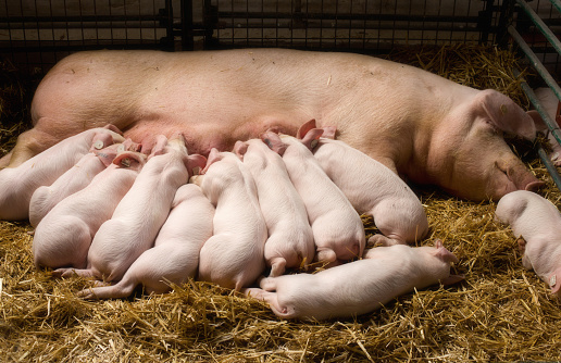 Enhance Animal Nutrition with Lysine Hydrochloride 98% Feed Grade Amino Acid Powder