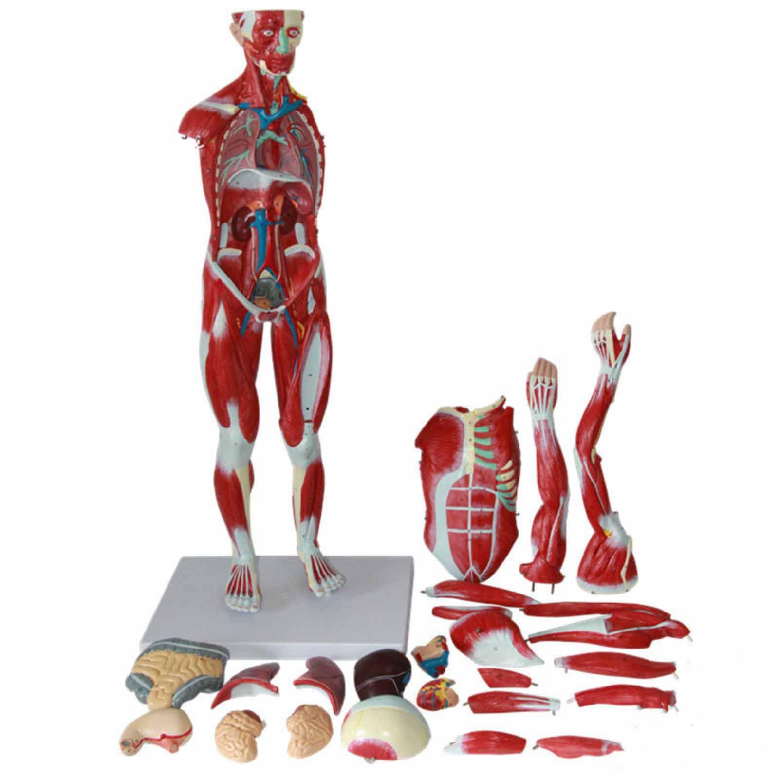 3D Skeletal Viscera Muscle Skeleton Model Customized