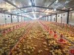Broiler Poultry Prefab Houses Steel Structure Fully Automated Chicken Farming