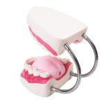 Kindergarten Teaching Children Brush Teeth Toy Dental Care Model