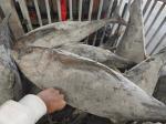 HACCP Approved 10 - 20KG Frozen Yellowfin Tuna WR