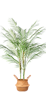 3 Feet Palm Tree