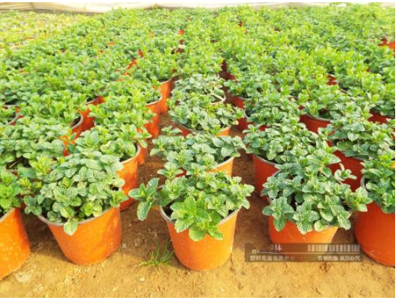 Vacuum formed thermoforming garden plastic pots for fower and tree