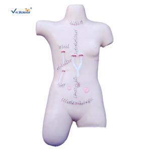 China Surgical Suture And Bandaging PVC Human Torso Model wholesale